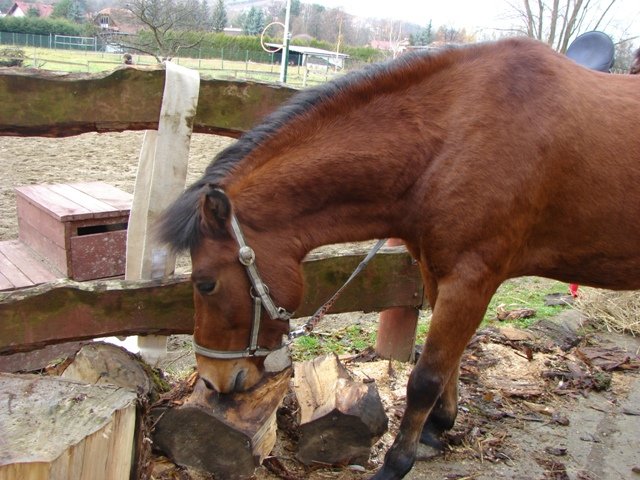 Hubertus 2010